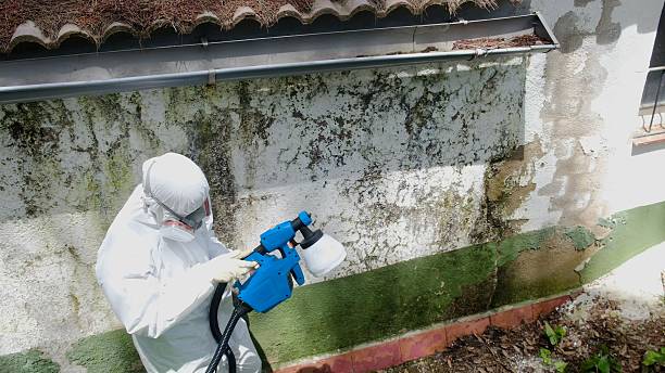 Mold Removal service in Avenel
